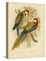 Rosella Parakeet or Eastern Rosella, 1891-Gracius Broinowski-Stretched Canvas