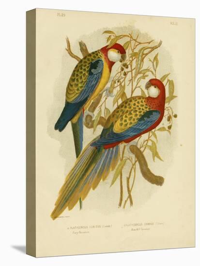 Rosella Parakeet or Eastern Rosella, 1891-Gracius Broinowski-Stretched Canvas