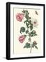 Roselle with Fall Webworm-Maria Sibylla Merian-Framed Art Print