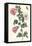 Roselle with Fall Webworm-Maria Sibylla Merian-Framed Stretched Canvas