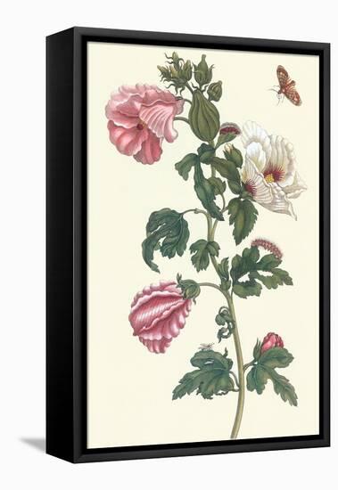 Roselle with Fall Webworm-Maria Sibylla Merian-Framed Stretched Canvas