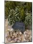 Rosemary and Garlic, Moustiers-Sainte-Marie, Provence, France-Sergio Pitamitz-Mounted Photographic Print
