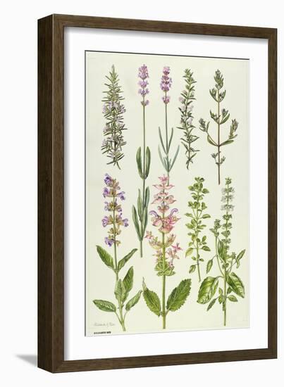 Rosemary and Other Herbs-Elizabeth Rice-Framed Giclee Print