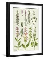 Rosemary and Other Herbs-Elizabeth Rice-Framed Giclee Print