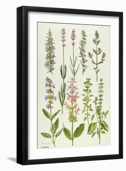 Rosemary and Other Herbs-Elizabeth Rice-Framed Giclee Print