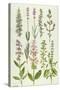 Rosemary and Other Herbs-Elizabeth Rice-Stretched Canvas