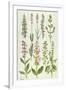 Rosemary and Other Herbs-Elizabeth Rice-Framed Premium Giclee Print