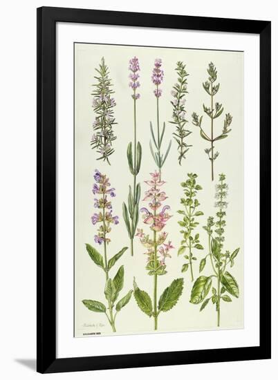 Rosemary and Other Herbs-Elizabeth Rice-Framed Premium Giclee Print