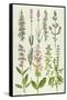 Rosemary and Other Herbs-Elizabeth Rice-Framed Stretched Canvas