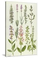 Rosemary and Other Herbs-Elizabeth Rice-Stretched Canvas