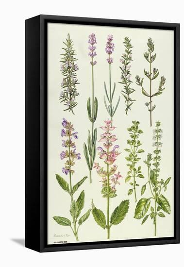 Rosemary and Other Herbs-Elizabeth Rice-Framed Stretched Canvas