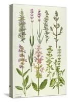 Rosemary and Other Herbs-Elizabeth Rice-Stretched Canvas