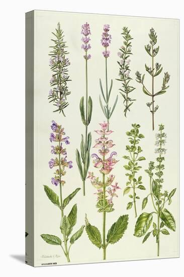 Rosemary and Other Herbs-Elizabeth Rice-Stretched Canvas