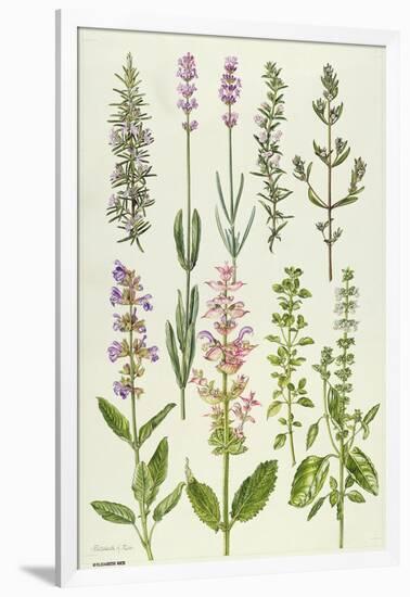 Rosemary and Other Herbs-Elizabeth Rice-Framed Giclee Print