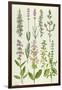 Rosemary and Other Herbs-Elizabeth Rice-Framed Giclee Print