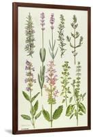 Rosemary and Other Herbs-Elizabeth Rice-Framed Giclee Print