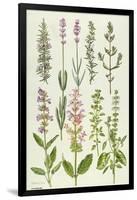 Rosemary and Other Herbs-Elizabeth Rice-Framed Giclee Print