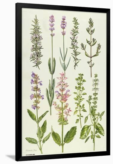 Rosemary and Other Herbs-Elizabeth Rice-Framed Giclee Print