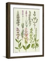 Rosemary and Other Herbs-Elizabeth Rice-Framed Premium Giclee Print