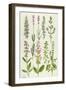 Rosemary and Other Herbs-Elizabeth Rice-Framed Premium Giclee Print