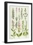 Rosemary and Other Herbs-Elizabeth Rice-Framed Premium Giclee Print