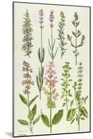 Rosemary and Other Herbs-Elizabeth Rice-Mounted Premium Giclee Print