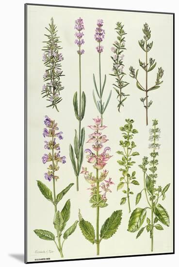 Rosemary and Other Herbs-Elizabeth Rice-Mounted Premium Giclee Print