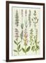 Rosemary and Other Herbs-Elizabeth Rice-Framed Giclee Print