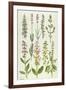 Rosemary and Other Herbs-Elizabeth Rice-Framed Giclee Print