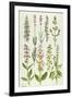 Rosemary and Other Herbs-Elizabeth Rice-Framed Giclee Print