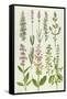 Rosemary and Other Herbs-Elizabeth Rice-Framed Stretched Canvas