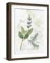 Rosemary and Sage-Elissa Della-piana-Framed Art Print