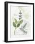 Rosemary and Sage-Elissa Della-piana-Framed Art Print