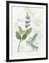 Rosemary and Sage-Elissa Della-piana-Framed Art Print