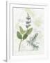 Rosemary and Sage-Elissa Della-piana-Framed Art Print