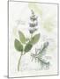 Rosemary and Sage-Elissa Della-piana-Mounted Art Print