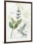 Rosemary and Sage-Elissa Della-piana-Framed Art Print