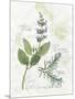 Rosemary and Sage-Elissa Della-piana-Mounted Art Print