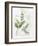 Rosemary and Sage-Elissa Della-piana-Framed Art Print