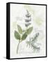 Rosemary and Sage-Elissa Della-piana-Framed Stretched Canvas