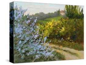 Rosemary by the Road-Mary Jean Weber-Stretched Canvas