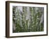 Rosemary Greens-Nicole Katano-Framed Photo