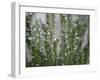 Rosemary Greens-Nicole Katano-Framed Photo