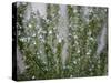 Rosemary Greens-Nicole Katano-Stretched Canvas