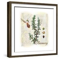 Rosemary Herb-Tina Lavoie-Framed Giclee Print