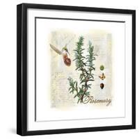 Rosemary Herb-Tina Lavoie-Framed Premium Giclee Print