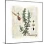 Rosemary Herb-Tina Lavoie-Mounted Premium Giclee Print