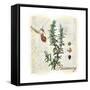 Rosemary Herb-Tina Lavoie-Framed Stretched Canvas