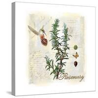 Rosemary Herb-Tina Lavoie-Stretched Canvas