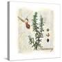 Rosemary Herb-Tina Lavoie-Stretched Canvas